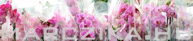 frissen erkezett ketszaras bimbos viragzo phalaenopsis orchidea marczika orchidea kerteszet erd hungary
